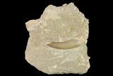 Fossil Plesiosaur (Zarafasaura) Tooth - Morocco #164639-1